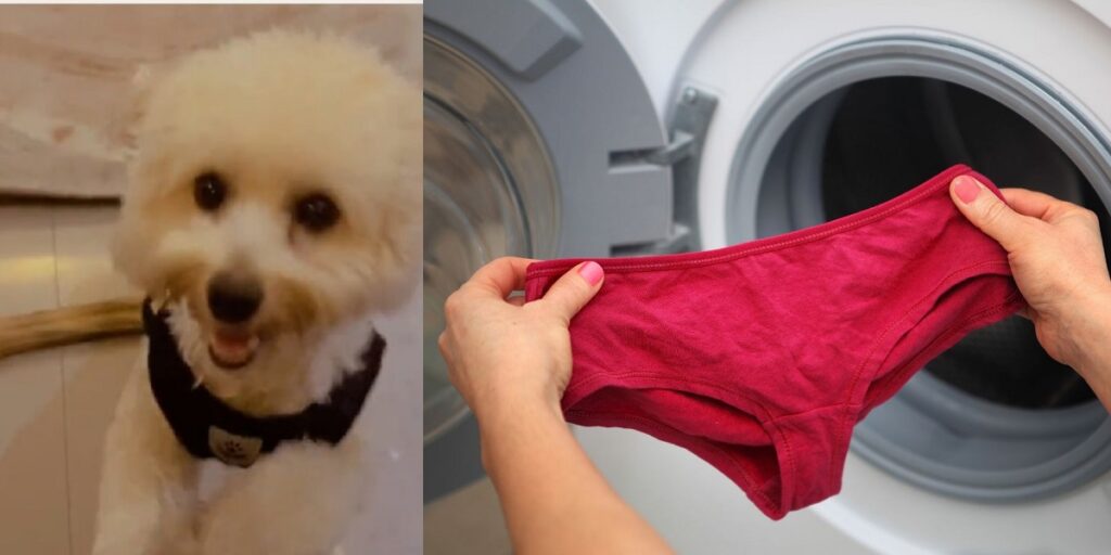 “my-dog-has-eaten-all-my-pants.-he-eats-just-the-crotch-and-leaves-the-rest”-—-media-personality-rene-cries-out