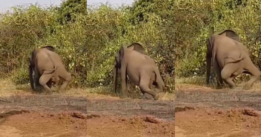 bow-legged-elephant-captivates-netizens,-sp@rks-reactions-(watch)