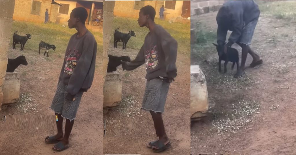 “help-me-find-this-boy-for-this-december”-–-netizens-react-as-boy-“professionally”-catches-goat-by-its-neck-(watch)