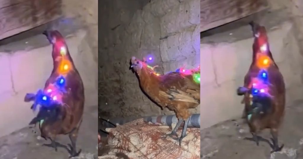 viral-video-of-chicken-adorned-with-christmas-light-sp@rks-humor-online-(watch)