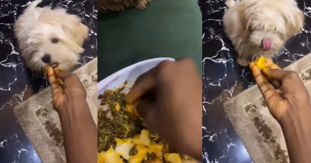 pet-dog-enjoys-‘vegetable-and-pounded-yam-meal’-due-to-expensive-dog-food-(watch)