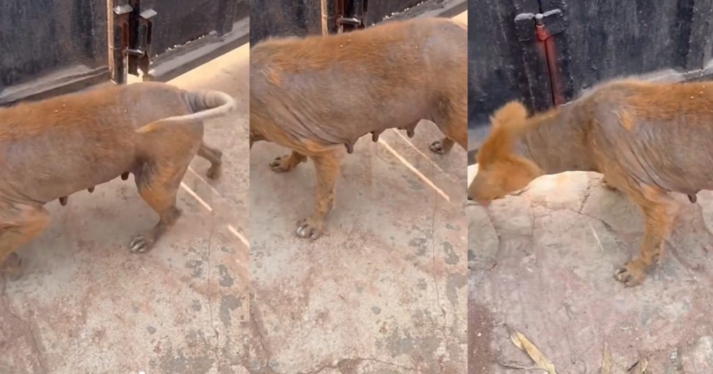 “ekuke,-best-breed-ever”-–-lady-shows-off-her-mother’s-20-year-old-dog-(watch)