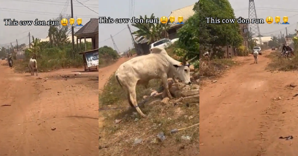“no-detty-december-again.”-–-lady-laments-as-christmas-cow-runs-away-(video)
