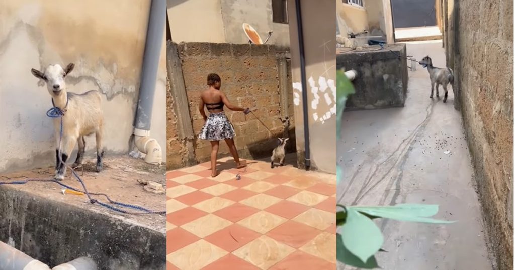 lady-discovers-hidden-talent-for-making-goat-sounds-while-feeding-the-animal-on-her-mum’s-request-(watch)