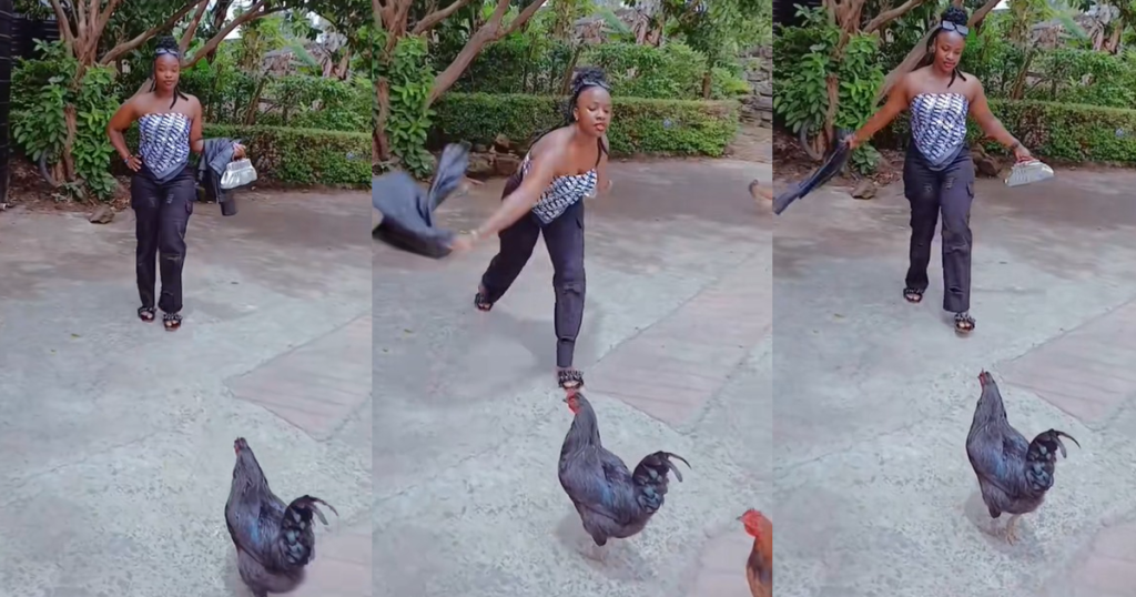 lady-shares-her-struggles-to-take-quality-pictures-in-an-african-home-after-two-cocks-disrupted-her-video-shoot-(watch)