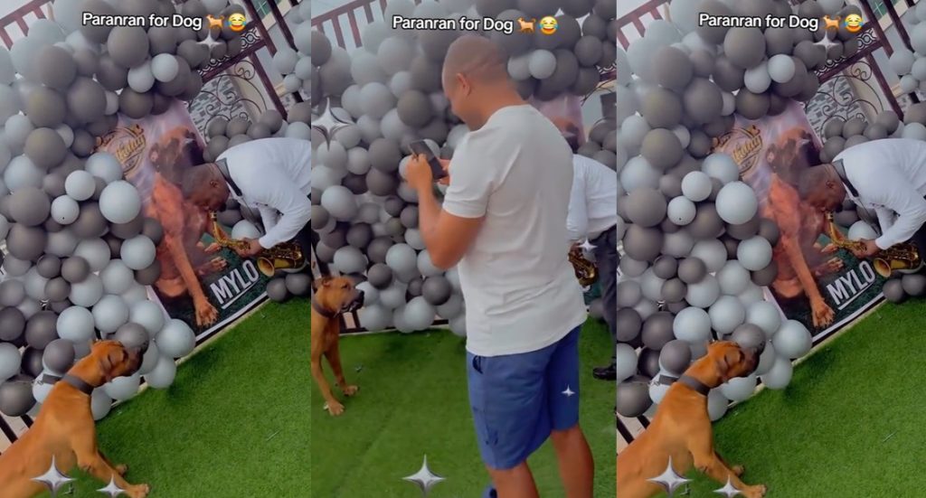 “paranran-for-dog”-–-man-pays-saxophonist-to-play-on-his-bulldog’s-surprise-birthday-(video).