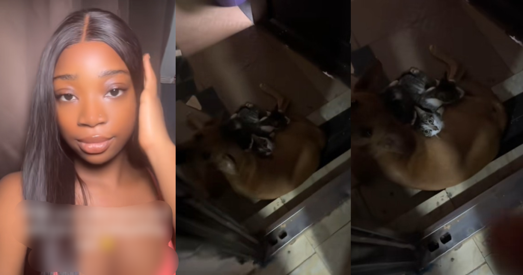 “i-was-sh0cked”-–-lady-amazed-after-discovering-her-dog-babysitting-cats-(watch)