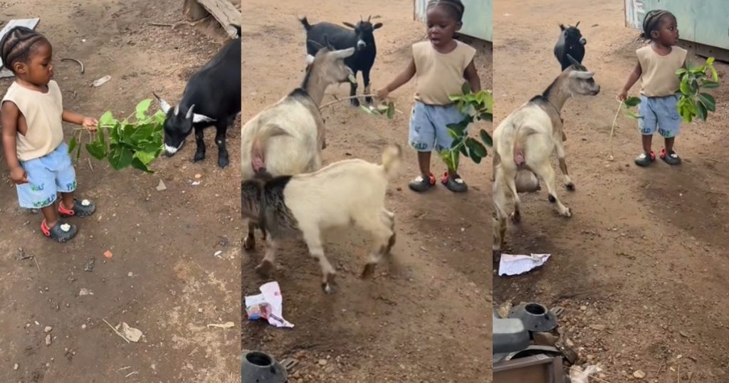 “he-said-fix-your-car,-i’ll-fix-the-goat’s-hunger”-–-nigerian-mother-stunned-after-her-toddler-fed-random-goats-at-the-mechanic’s-workshop-like-he-owned-a-farm-(video)