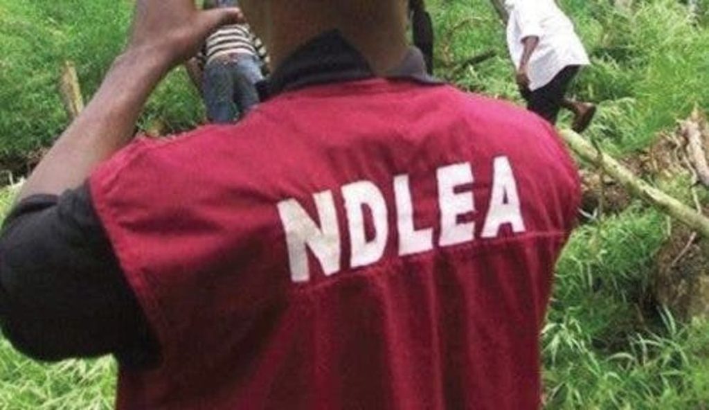 ndlea-destroys-30-hectares-of-cannabis-farm-in-cross-river