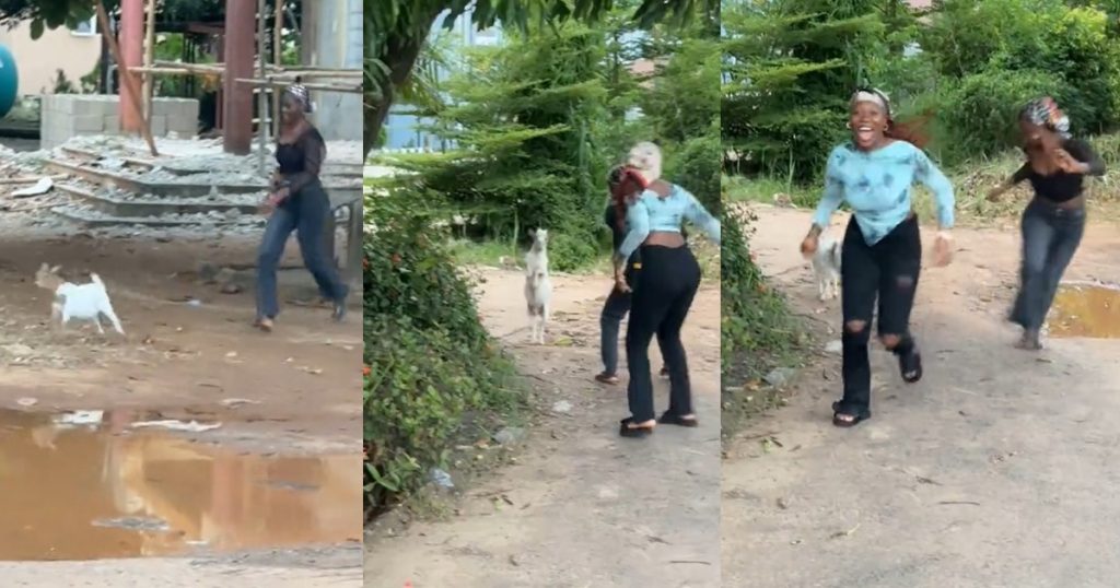 “they-thought-it-was-a-good-idea-to-tr0uble-a-baby-goat”-–-man-shares-how-a-goat-charged-at-his-homegirls-during-their-hangout (watch)