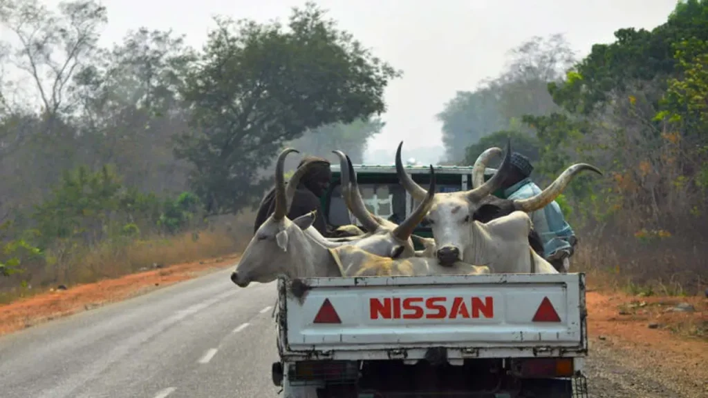 edo-community-in-fear-after-gunmen-attack-herders,-steal-cattle