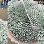 lady-receives-jaw-dropping-money-bouquet-from-her-man-on-her-sign-out-day-(watch)